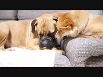 柴犬にボールを取られないよう必死に抵抗するマスチフ