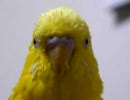 セキセイインコ 13歳 その3