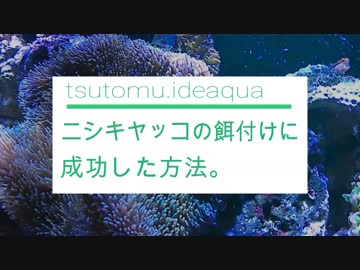 ニシキヤッコの餌付けに成功した方法