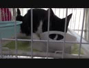 【Jean & Pont 716】保護猫兄弟食べ方のパターンが分かった