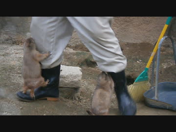 プレーリーの餌の時間（慣れてる方）