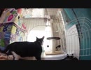【Jean & Pont 717】保護猫５ニャンのルーティーン