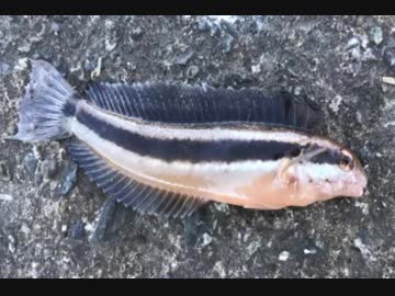 釣り動画ロマンを求めて 109釣目（中編：平塚新港)