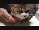 ツンギレ猫がツンギレる様子。