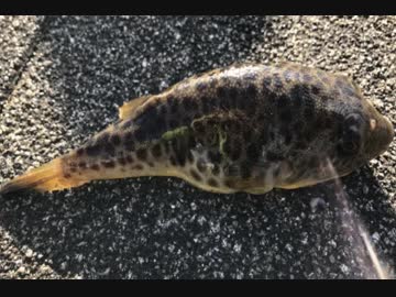 釣り動画ロマンを求めて 110釣目（杉田臨海緑地)