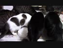 こんしゅうのおやつ【蒼民家の猫々】