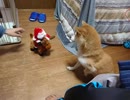シバイヌとメリークリスマス(アクロバティック・サンタ)
