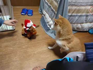 シバイヌとメリークリスマス(アクロバティック・サンタ)