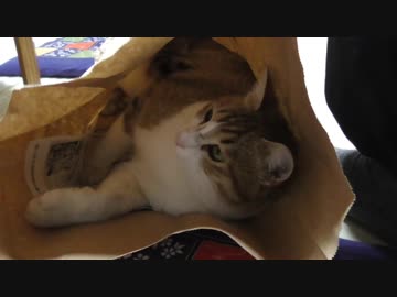 紙袋ホイホイにかかる猫アイちゃん