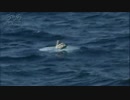 カモメ　マンボウでサーフィン？　酒井憲雄