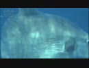 酒井憲雄　　マンボウ　寄生虫をつけて泳ぐ