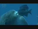 酒井憲雄　マンボウ　魚とキス？