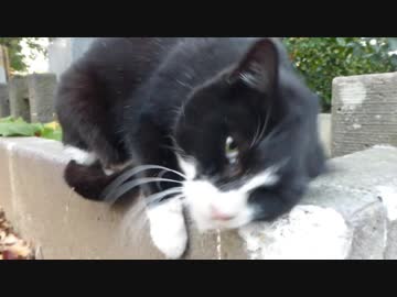 撫でさせてくれたツンデレさん　ねこもふ５