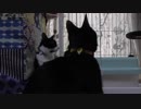 【Jean & Pont 719】保護猫兄弟の力関係が対等になってきた