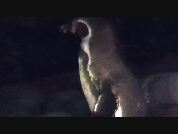 【東武動物公園】ビール君のやらかしナイト　準備編その①　2017/11/25