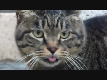 舌出っぱなしですよ　ねこもふ６