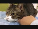 【こげつく】シッターさんの撮影