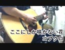 ここにしか咲かない花　アコギ弾き語り