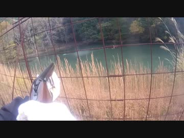 鴨カモ獲りに行くぞ！　新米猟師ハンターライフ4th03