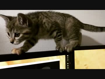 PCの上を歩く猫