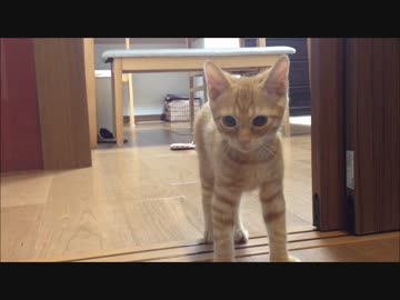 犬と子猫の日常