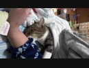 ちゅぱちゅぱ袖に吸い付く子猫に萌え死ぬ動画。