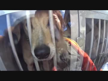 狩猟の現場から  閲覧注意！【R-20】 鹿猟 2017.11