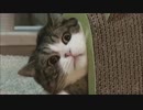 坂本勝直【猫おもしろ】vine Twitter で人気のおもしろネコ動画　まとめ！！