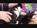 【Jean & Pont 724】保護猫兄弟が40日で馴れました