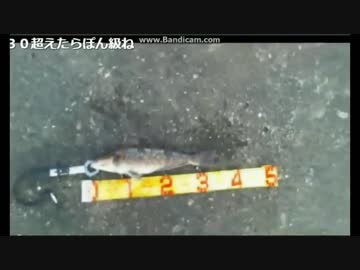 初めてのテキサスであのお魚が