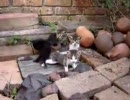 はじめてのお散歩