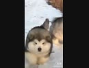 シベリアンハスキー