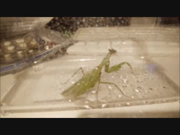 季節外れにカマキリゲット！！！　飼育から４３日目