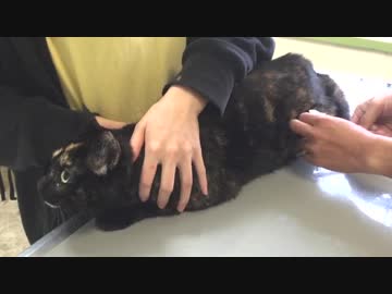 注射なんか怖くないにゃん　2017