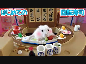 ハムスターはじめての回転ずし！ジャンガリアンのパールホワイトです。