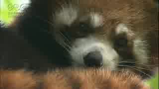 すがわら一秀　なかなか眠れないレッサーパンダ