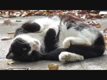 噛んじゃったから反省、でも・・・やっぱりツンデレ　ねこもふ８