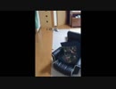 左肩が弱い男と右後ろ脚が弱い猫の日常＃３