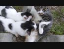 とんでもない勢いで母猫を襲い出す子猫