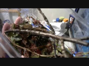オオカマキリが瀕死です・・・。　飼育から４３日目