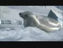 氷の上で休むカニクイアザラシ　グローバルライフ株式会社