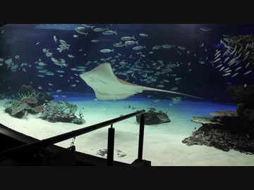 【サンシャイン水族館】ラグーン水槽事故から20日後