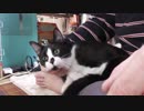 【Jean & Pont 729】とうとう保護猫兄弟を正式に膝抱っこしました！