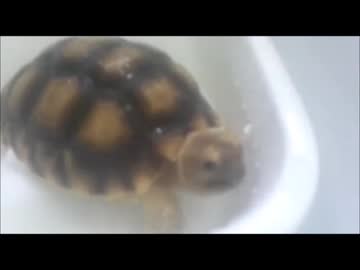 ケヅメリクガメ｡ある日の沙原さん⑥の､全裸｡ 温浴･入浴シーン公開｡