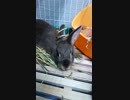 動画-耳わっかそのまま