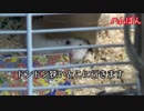 【ぽんきち日記】やっぱり狭いのが好き