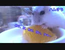 【ぽんきち日記】みかんをハムハム