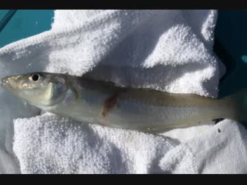 釣り動画ロマンを求めて 109釣目（後編：平塚新港→相模川)