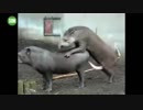 ホモ見る動物たちのハッスル交尾