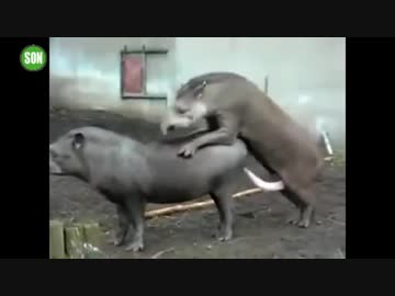 ホモ見る動物たちのハッスル交尾
